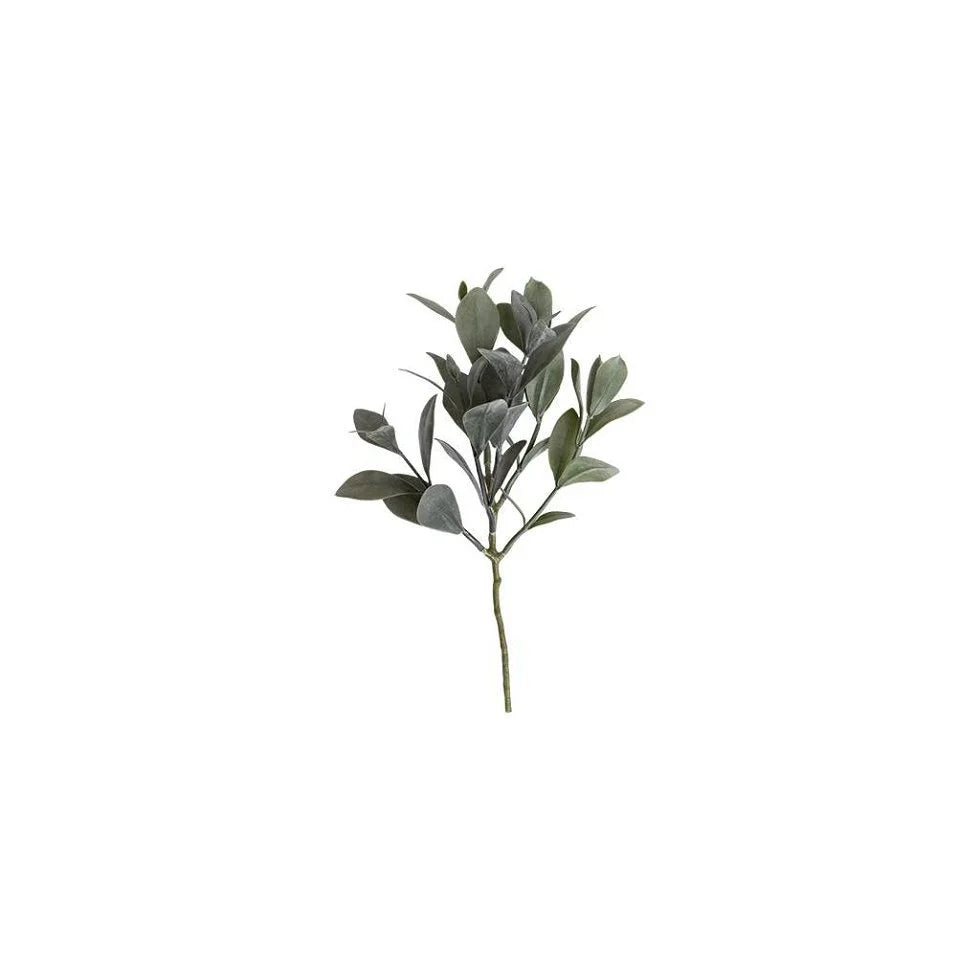 Eucalyptusgren – Naturtro, 30 cm med Flere Kvister